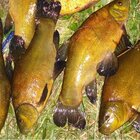 базы для отдыха и рыбалки с детьми